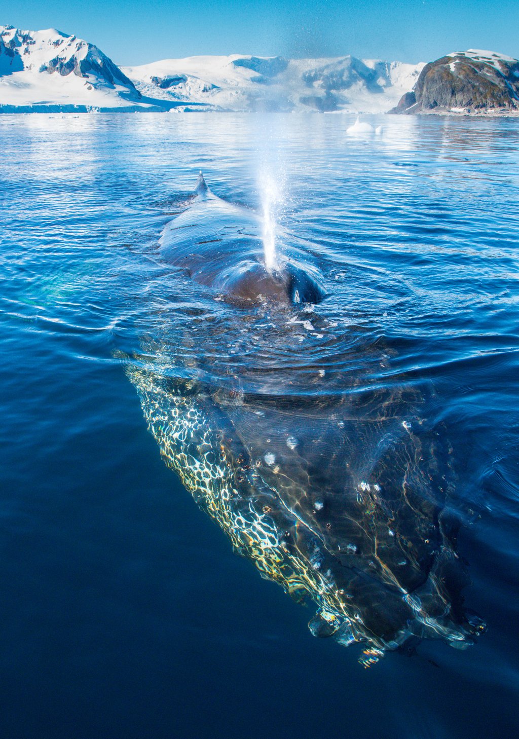 humpback Joep.jpg