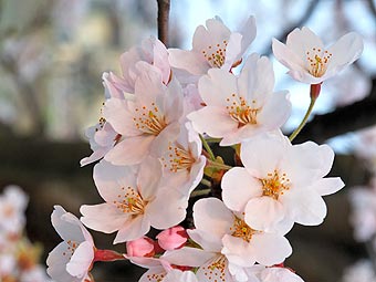 Цветы сакуры.jpg