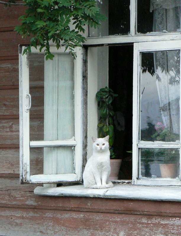 Кошка Соловки.jpg