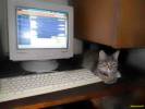 Компьютерная кошка.jpg