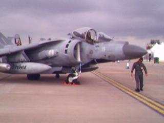 Harrier.jpg