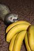 Нюха и бананы 2.jpg