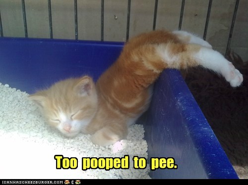 funny-cat-pictures-too-pooped.jp