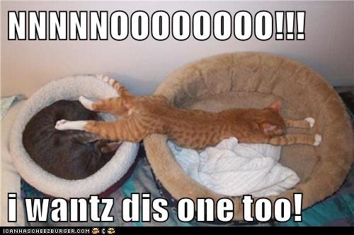 funny-cat-pictures-i-wantz-dis-o