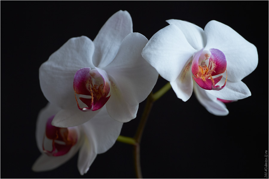 2014-03-21 орхидея 01