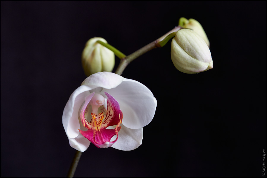 2014-03-16 орхидея
