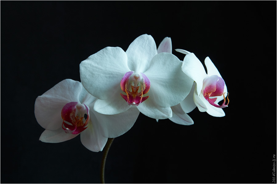 2014-03-21 орхидея 02