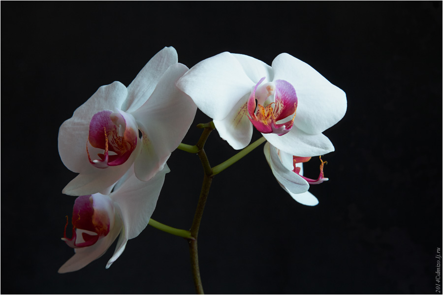 2014-03-21 орхидея 03