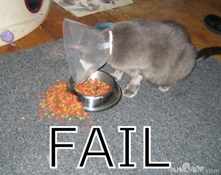 Cat_FAIL.jpg