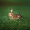 Rabbit.jpg