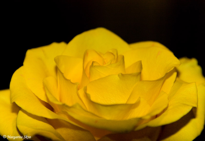 rose-yellow.jpg