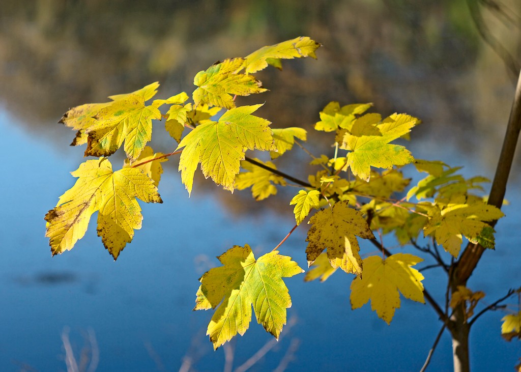 Листья жёлтые.jpg