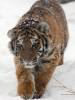 Amur_Tiger_Panthera_tigris_altai