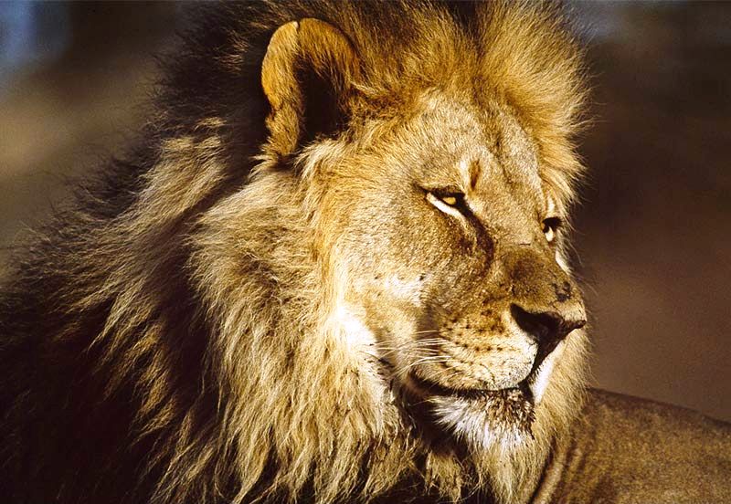 african-lion-male-head.jpg