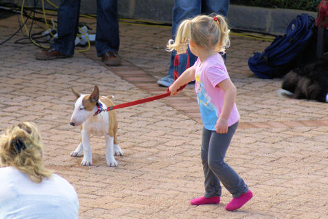 little girl knysna dog show.jpg