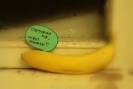 Пошлый бананас.jpg