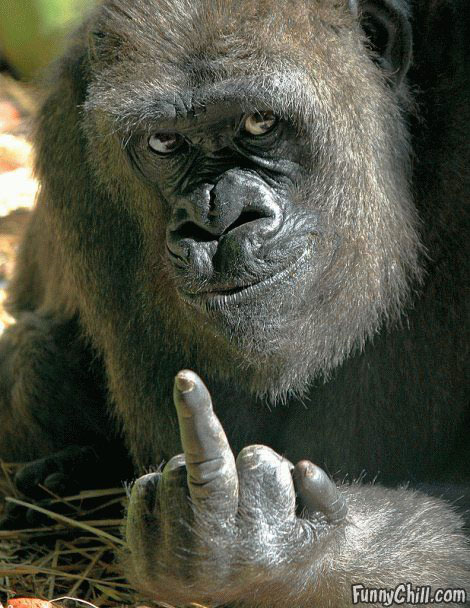 gorilla-finger.jpg