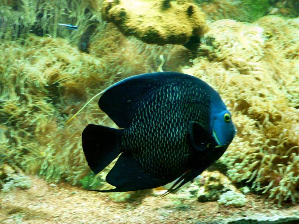 fish in  black.jpg