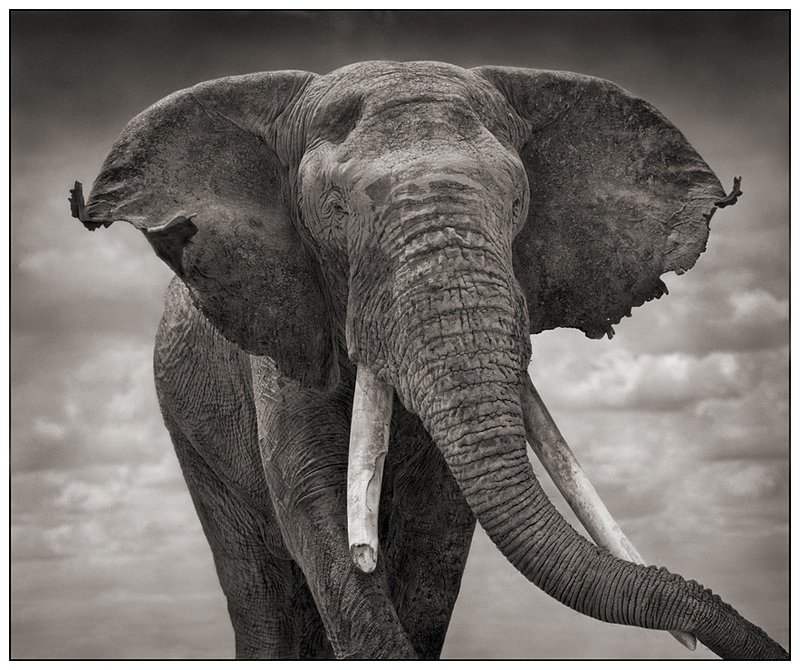 ElephantTatteredEars.jpg