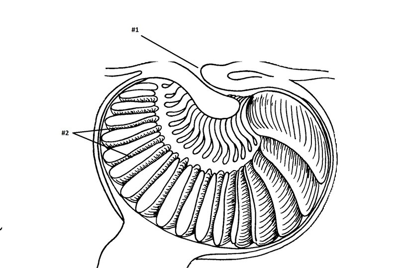 Fig 31 olfactory sac sagittal se