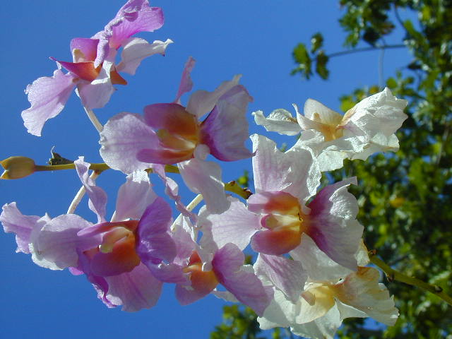 Motusa orchid 2.jpg