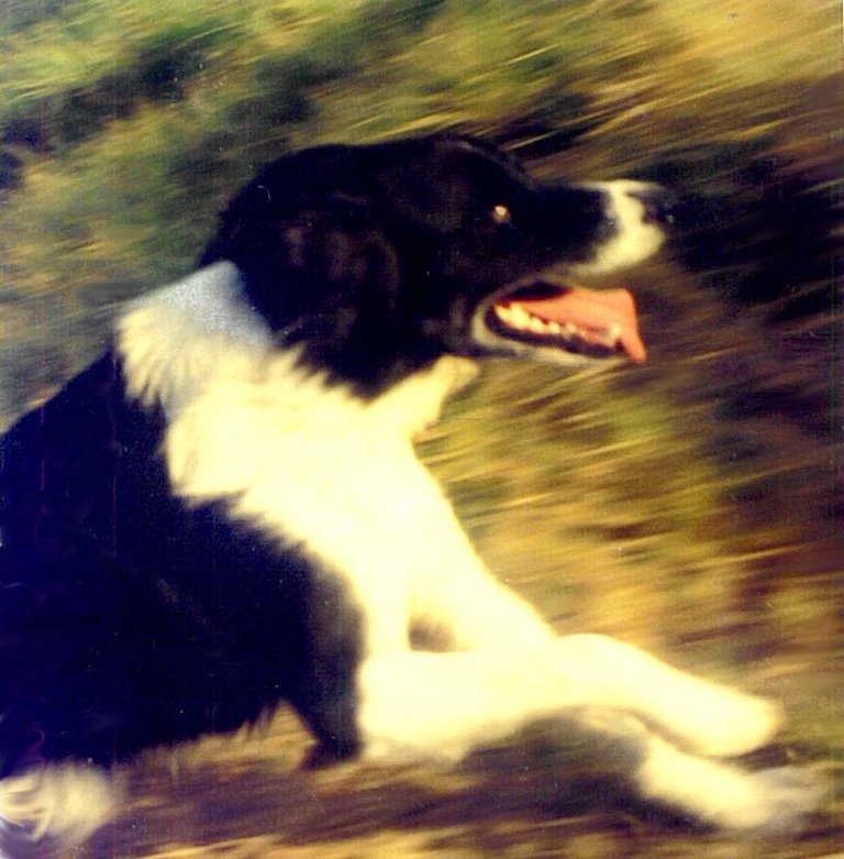 1992za FRANSCHOEK-dog-after-car.