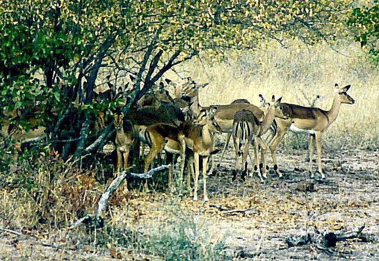 1986zaTVL-KNP-impalas-under-tree