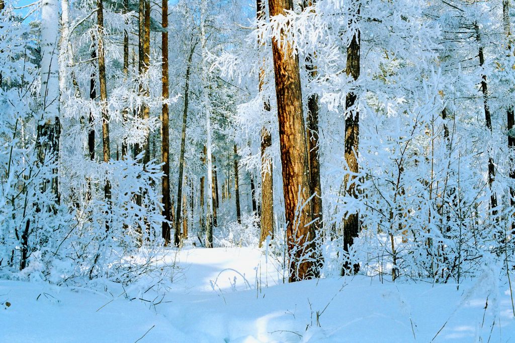 0010 Зимний лес.jpg