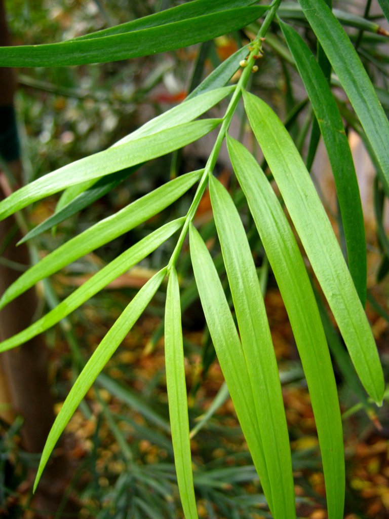 Podocarpus gracilior.jpg