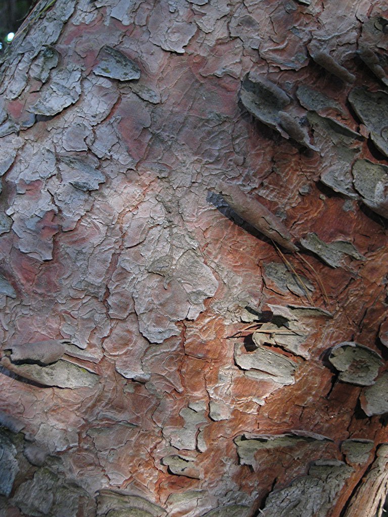 Pinus eldarica (Mondell pine)