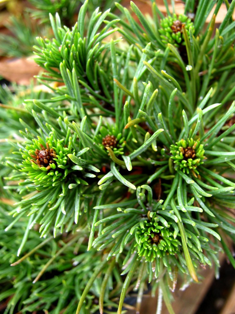 Pinus mugo.jpg