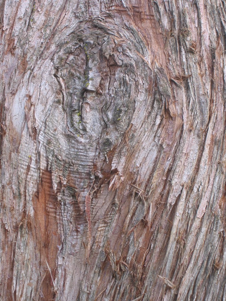 Metasequoia (Dawn redwood)