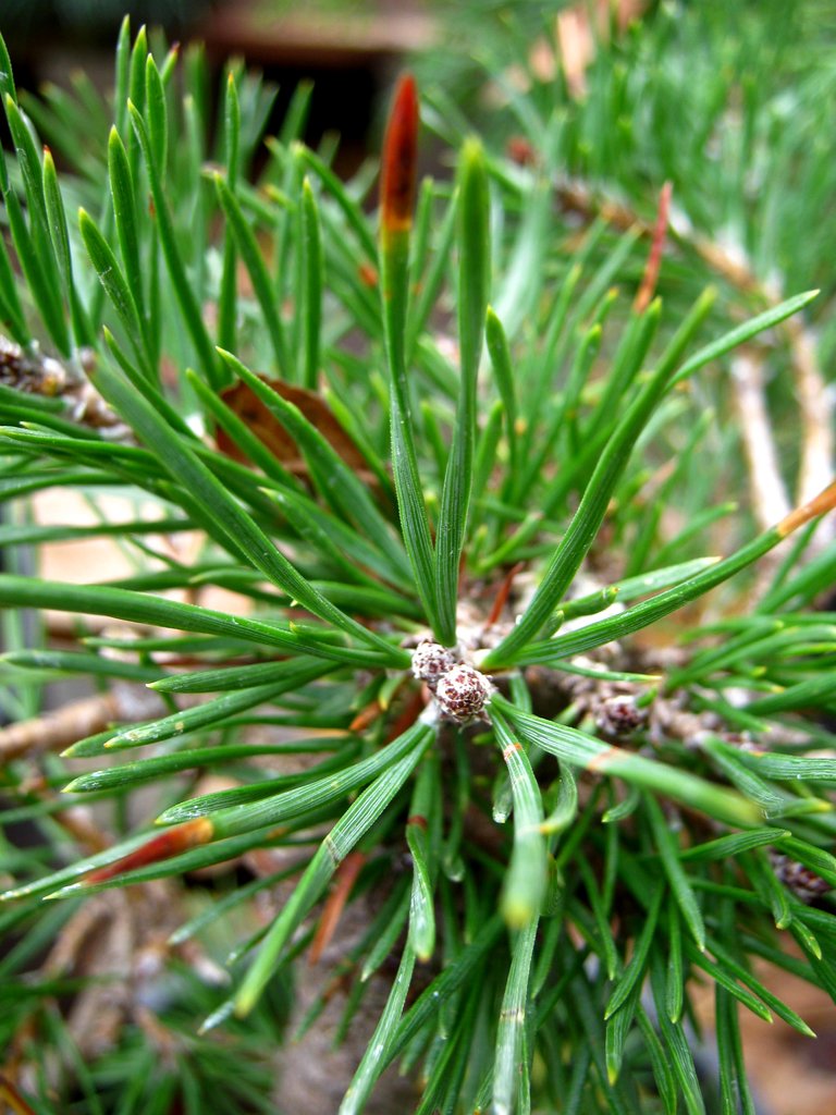 Pinus sylvestris guadarrama.jpg