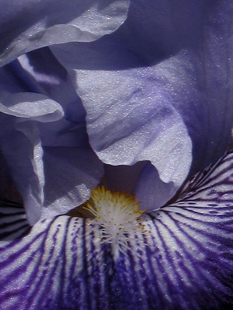 Bearded iris closeup