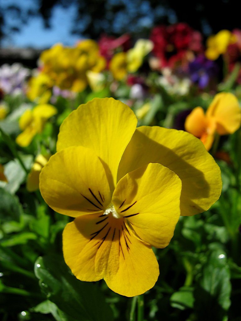 Viola yellow