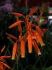Aloe Johnsons Hybrid