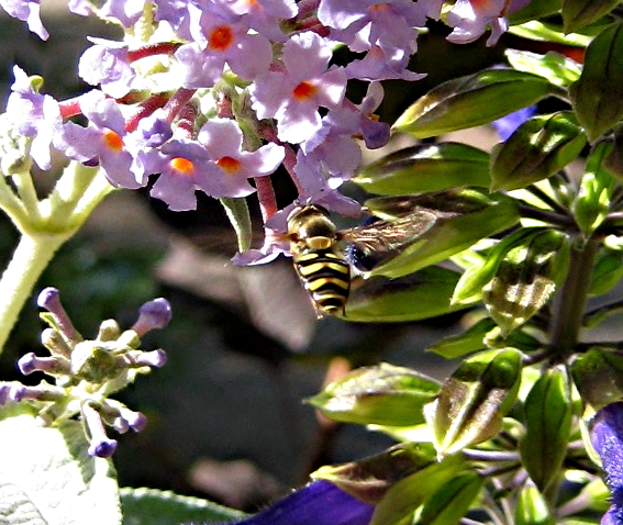 Buddleia Lochinch with hoverfly