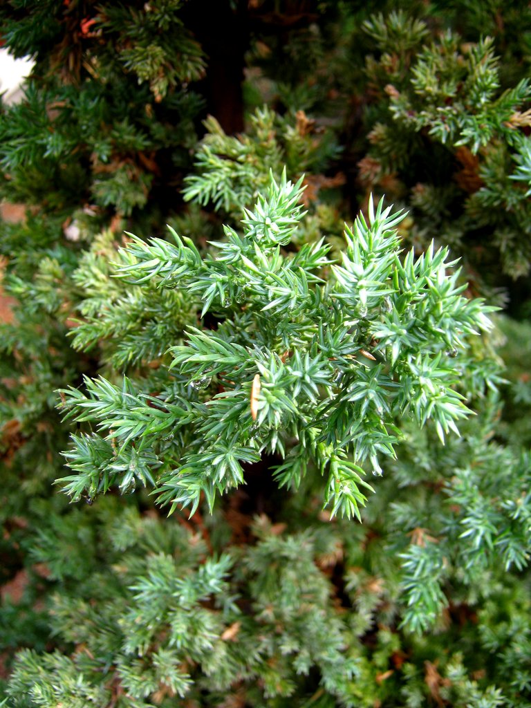 Juniperus chin proc Nana Greenmo