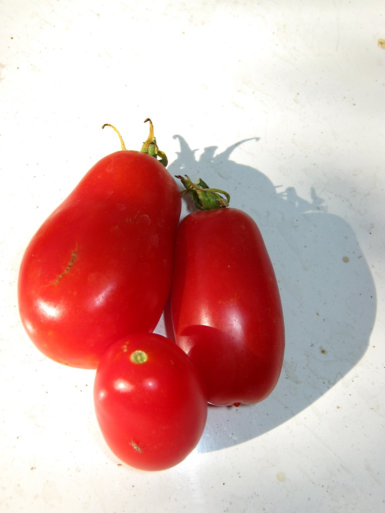 Tomatoes Roma & Juliet