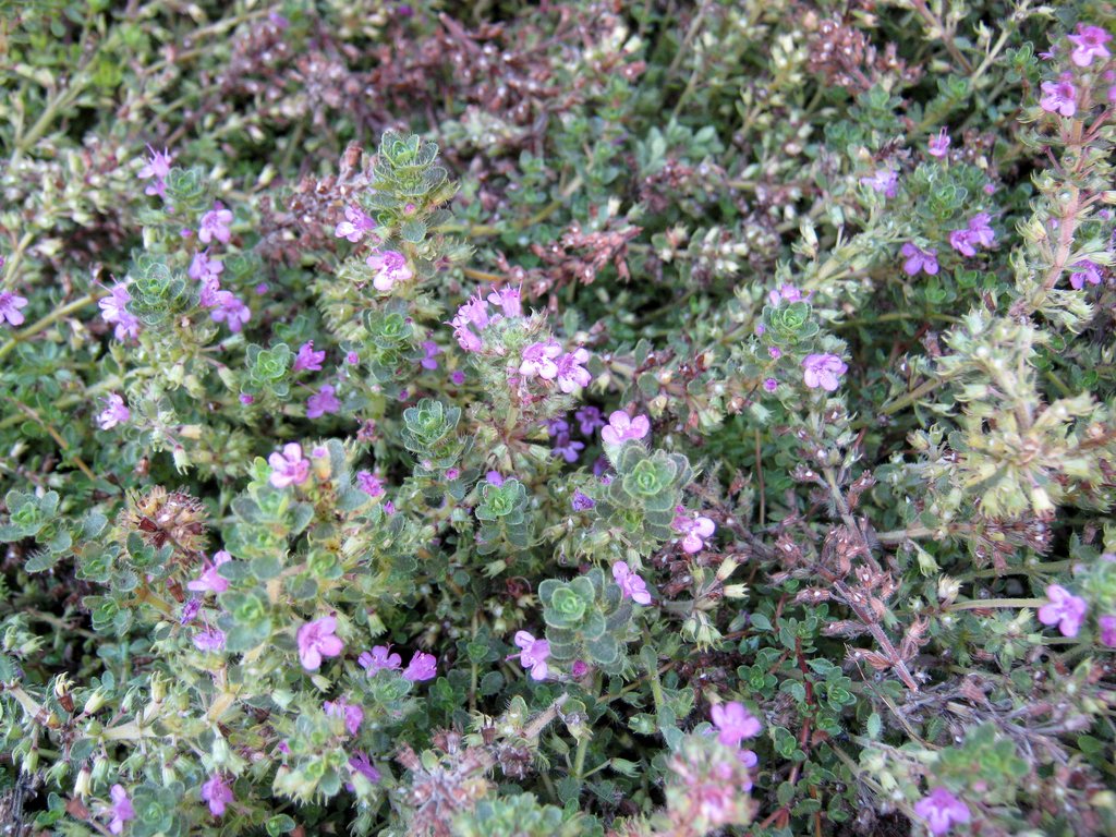 Thyme Pink
