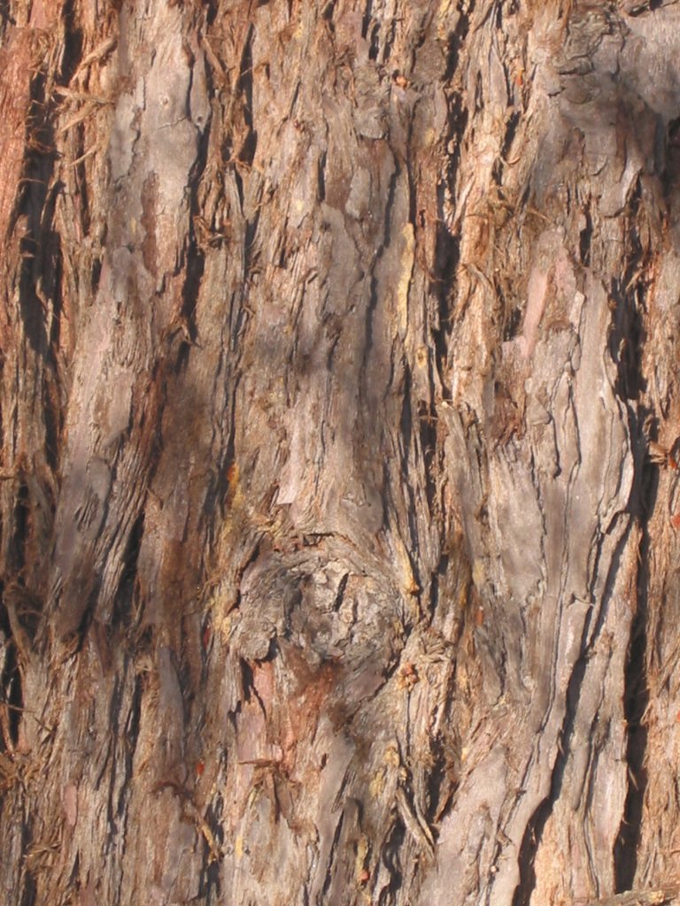 Sequoia (redwood)