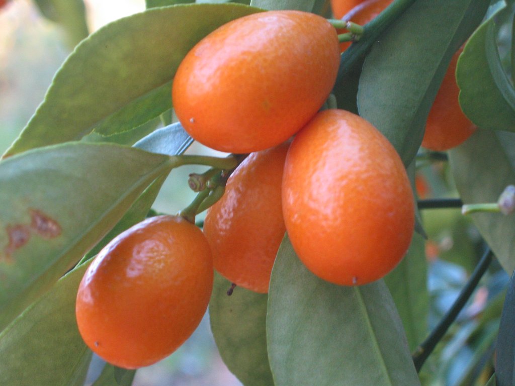 Fortunella Nagami (Kumquat)