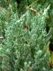 Juniperus San Jose.jpg