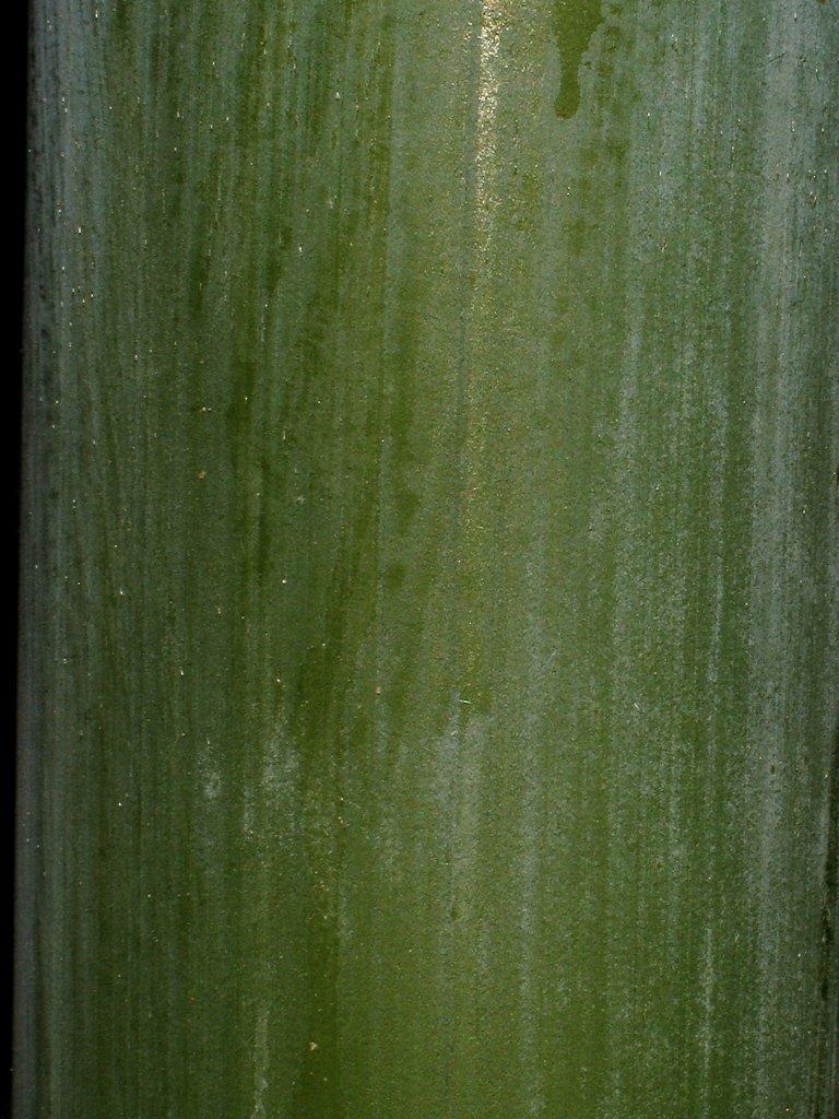 Bambusa tuldoides (bamboo)