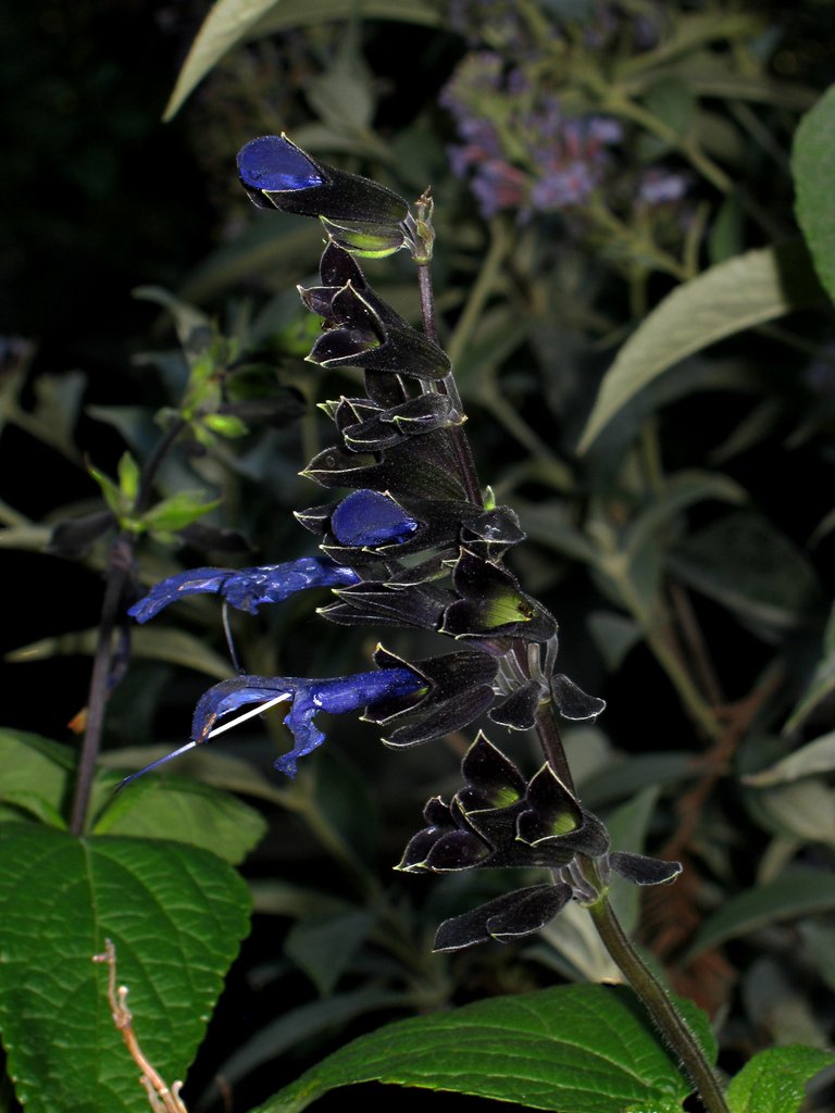 Salvia guaranitica BlackandBlue