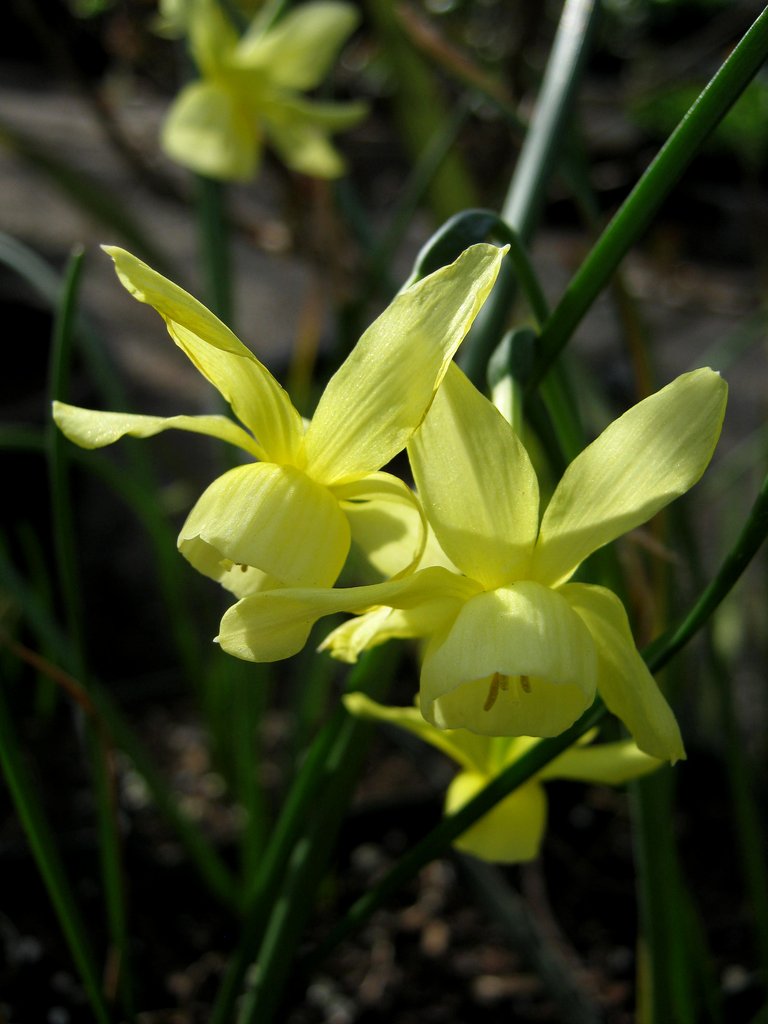 Narcissus Hawera.jpg