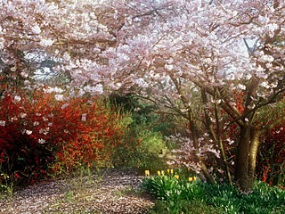 Japanese Cherry Tree.jpg
