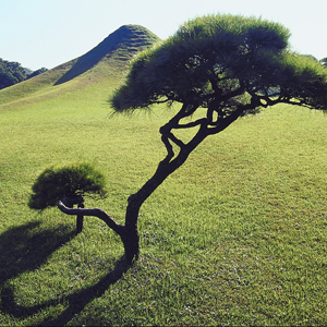 japan-tree.jpg