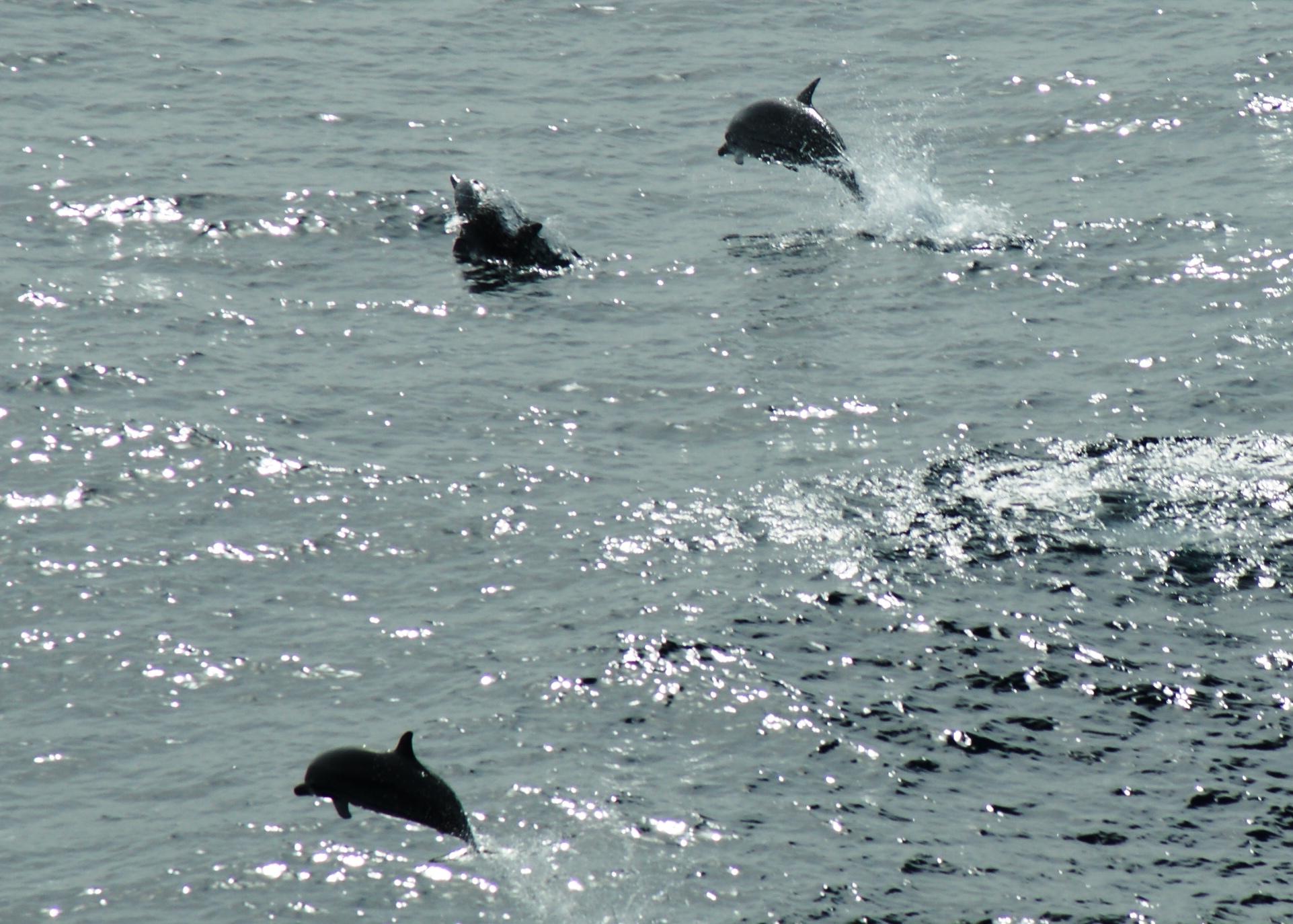 Dolphins1.jpg
