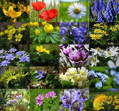 flower-pictures.jpg